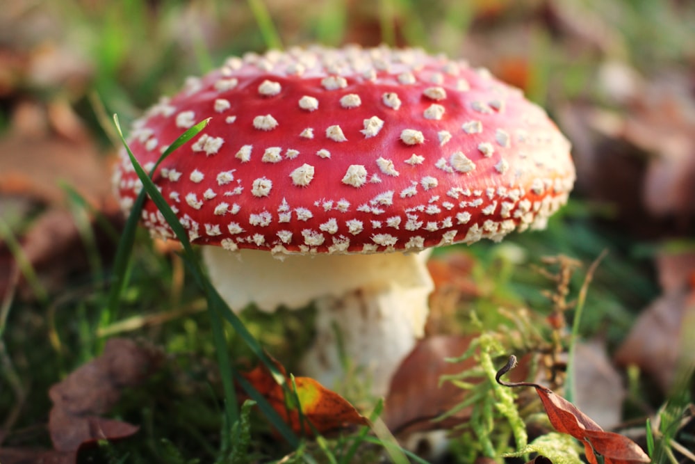 a close up of a mushroom in the grass