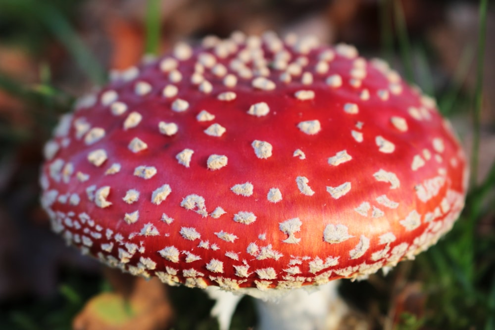 red and white mushroom