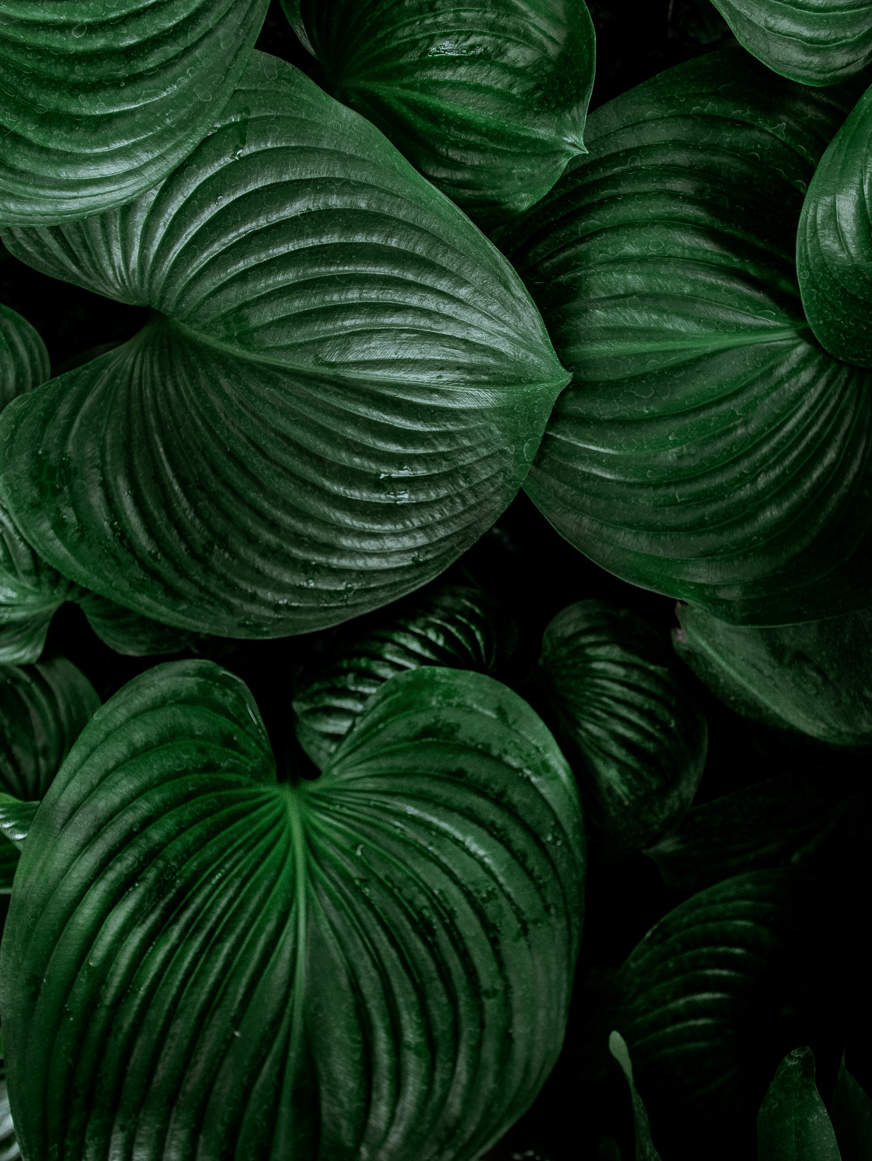 Free Leaf Image on Unsplash