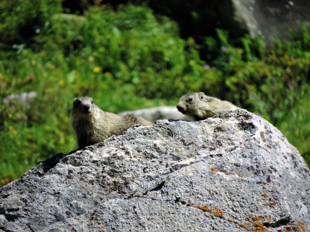 Nagetiere auf Felsen