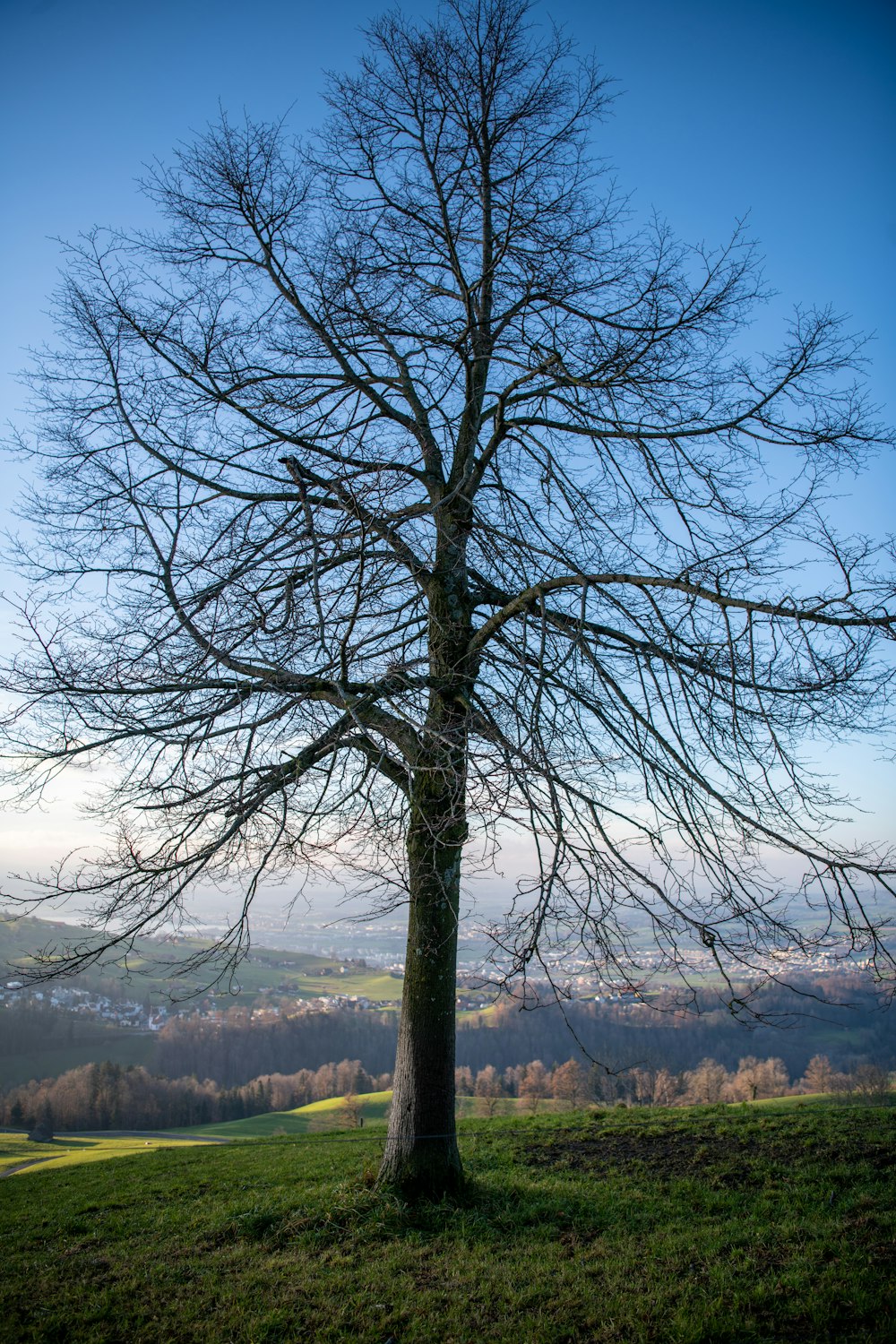 Voir la photographie de l’arbre à feuilles vertes