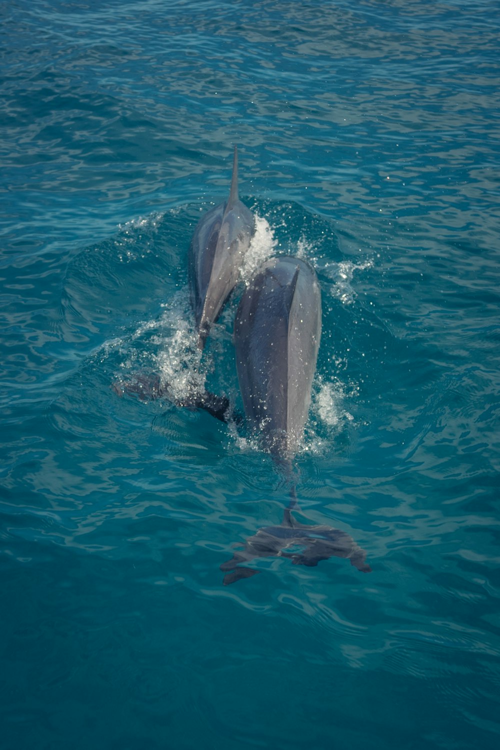 two gray dolphins swimming in water