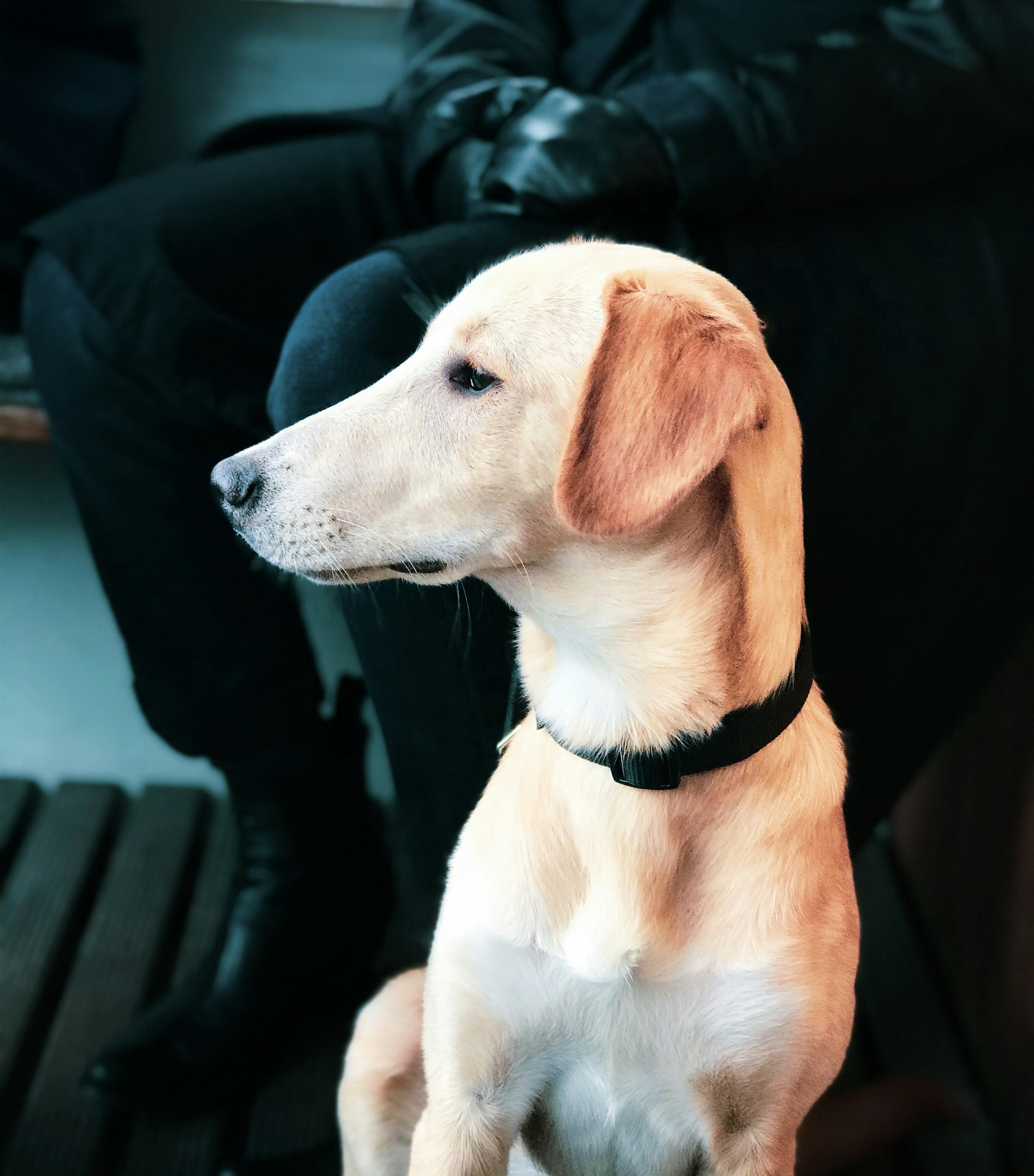A focused service dog sitting attentively beside its handler, reflecting readiness to assist.