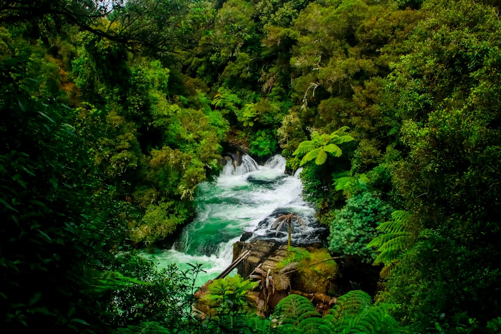 river surrounded with green trees