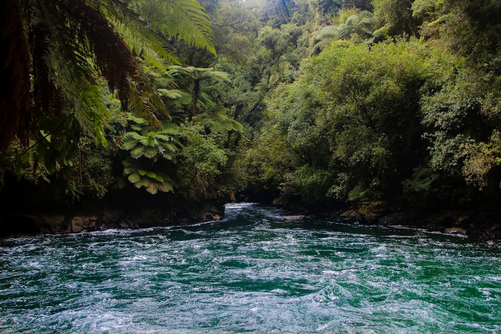 river passing through thick forest at daytime