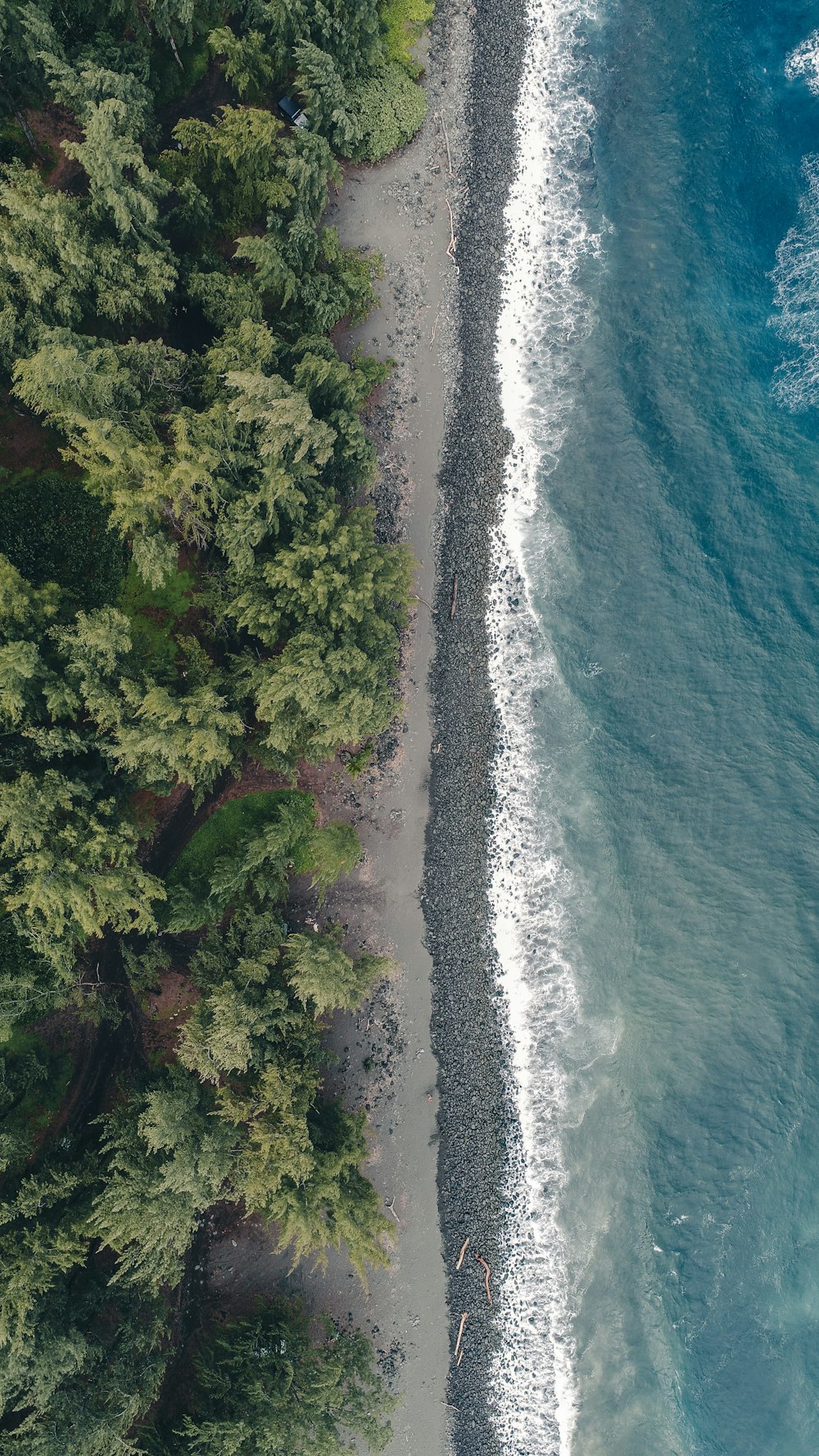 aerial photography of blue body of water viewing trees during daytime
