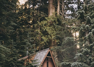 brown and grey wooden cabin surrounded by trees