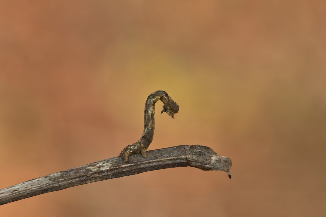 gray and brown branch