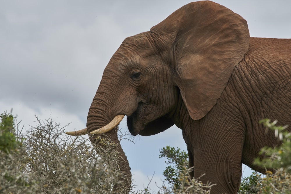 brown African elephant