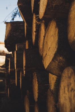 Natural wood logs arranged outdoors, showcasing raw briquette materials.