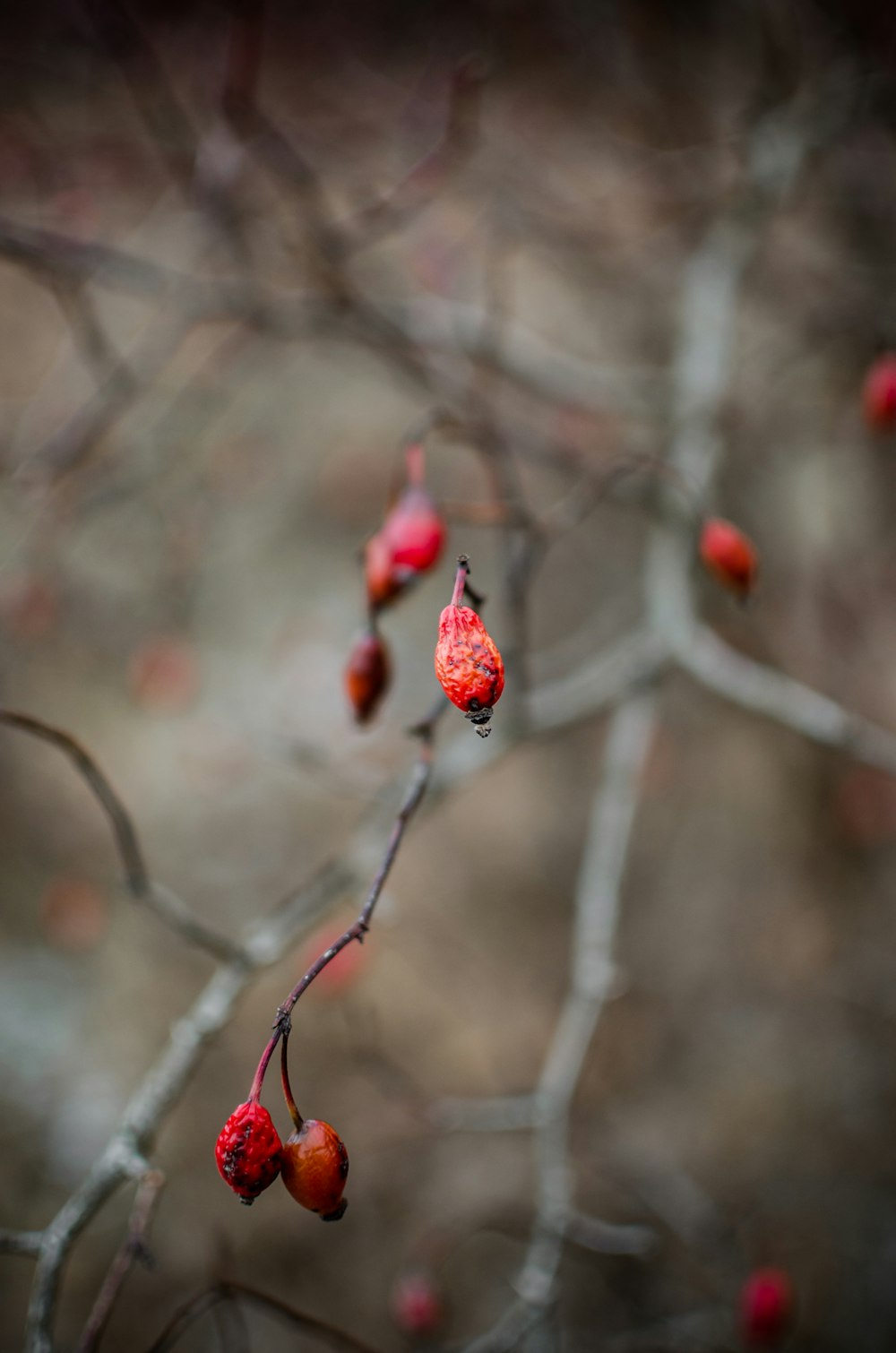 macro photography of oval red fruits