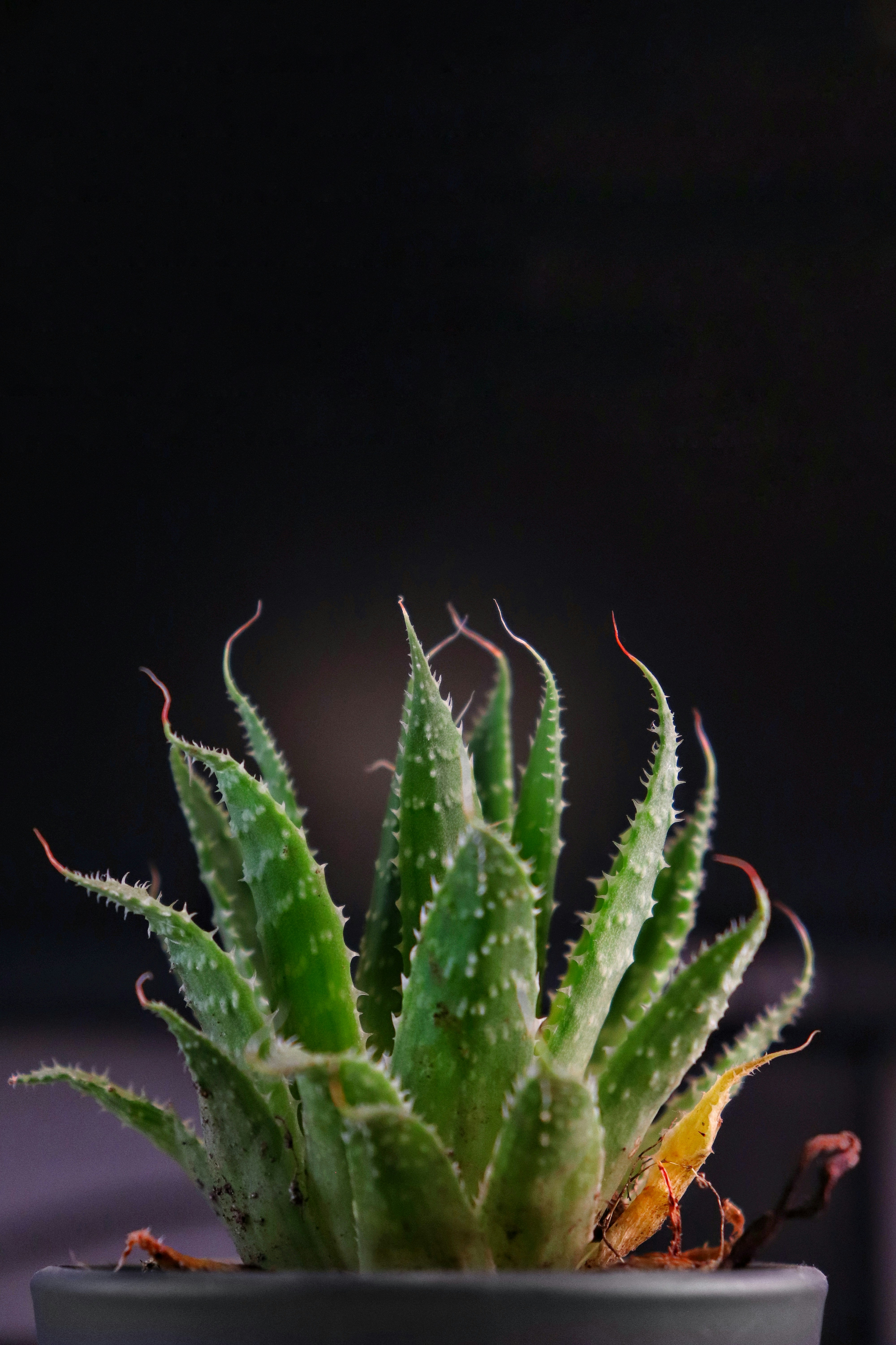 グリーンアロエベラ植物