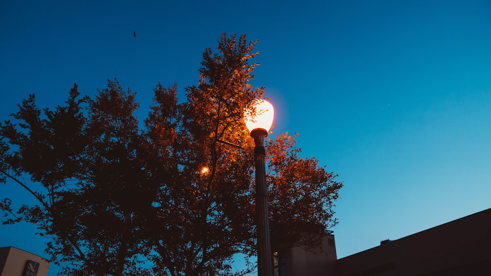 lighted post lamp beside tree