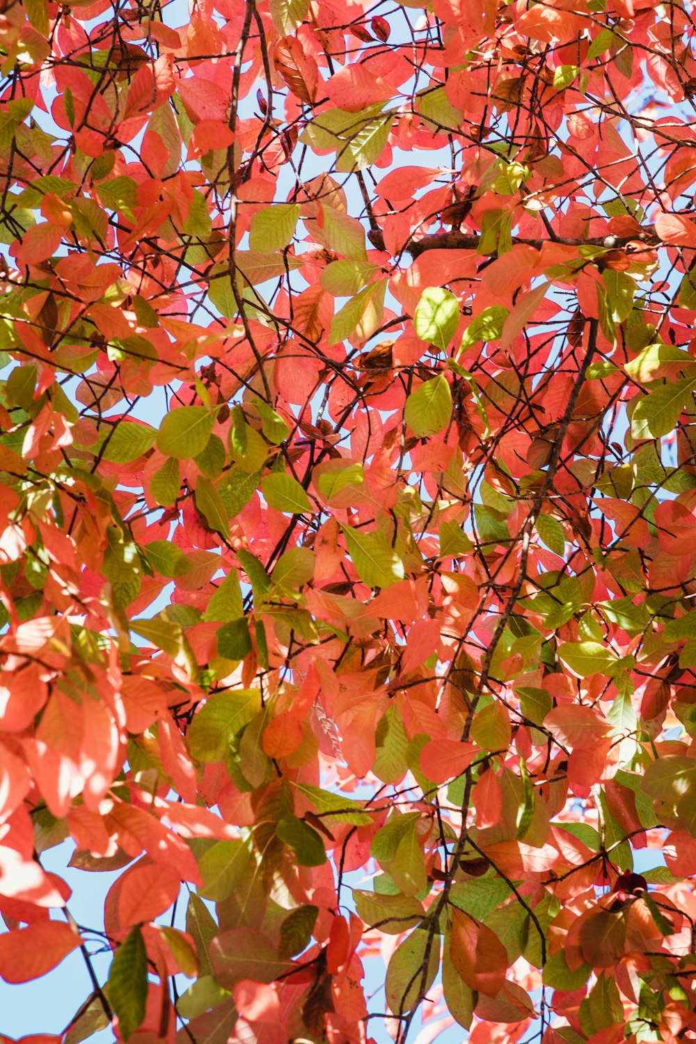 branch with green and red leaves during day