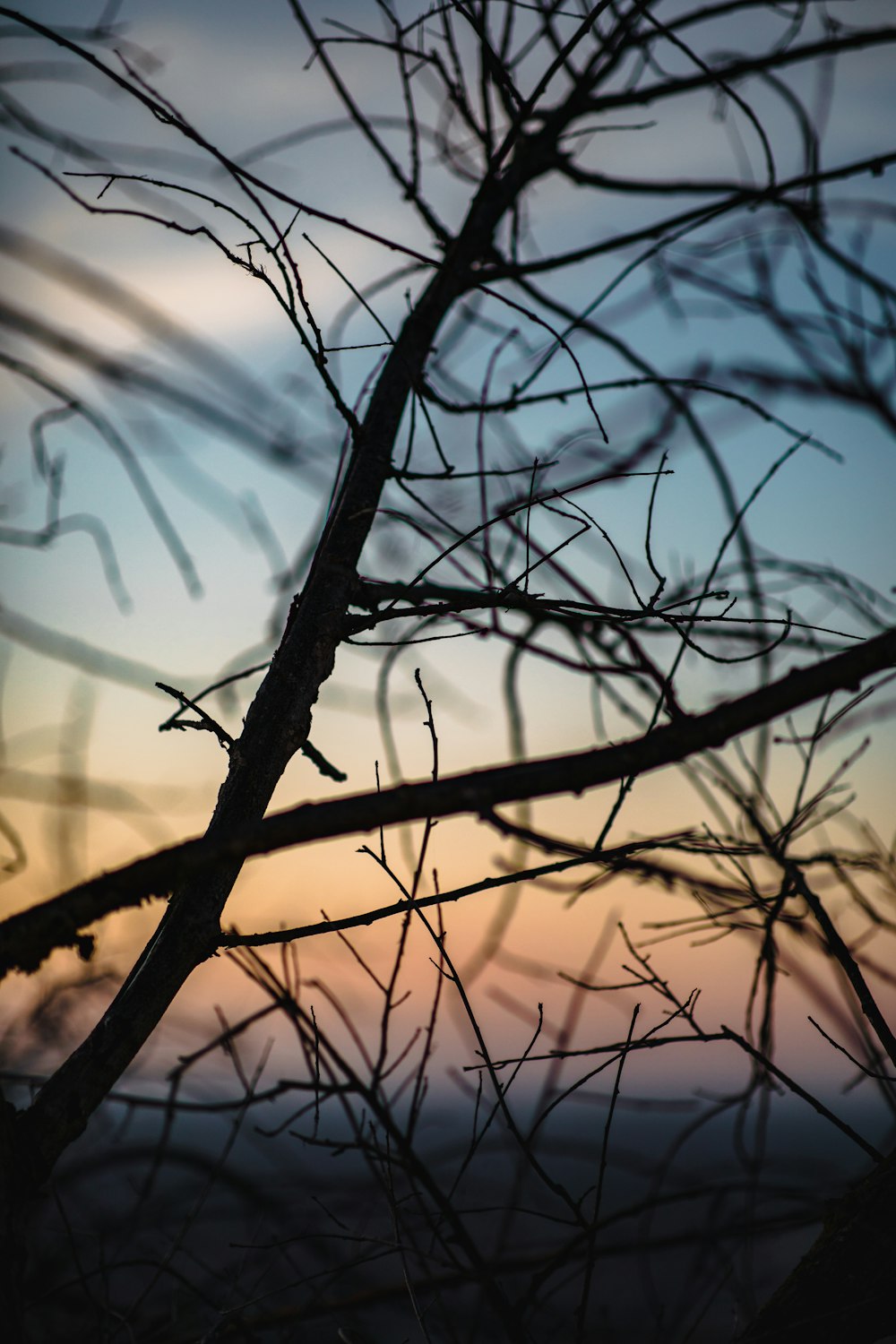 brown tree branches