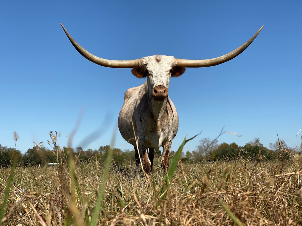white bull standing on grass field