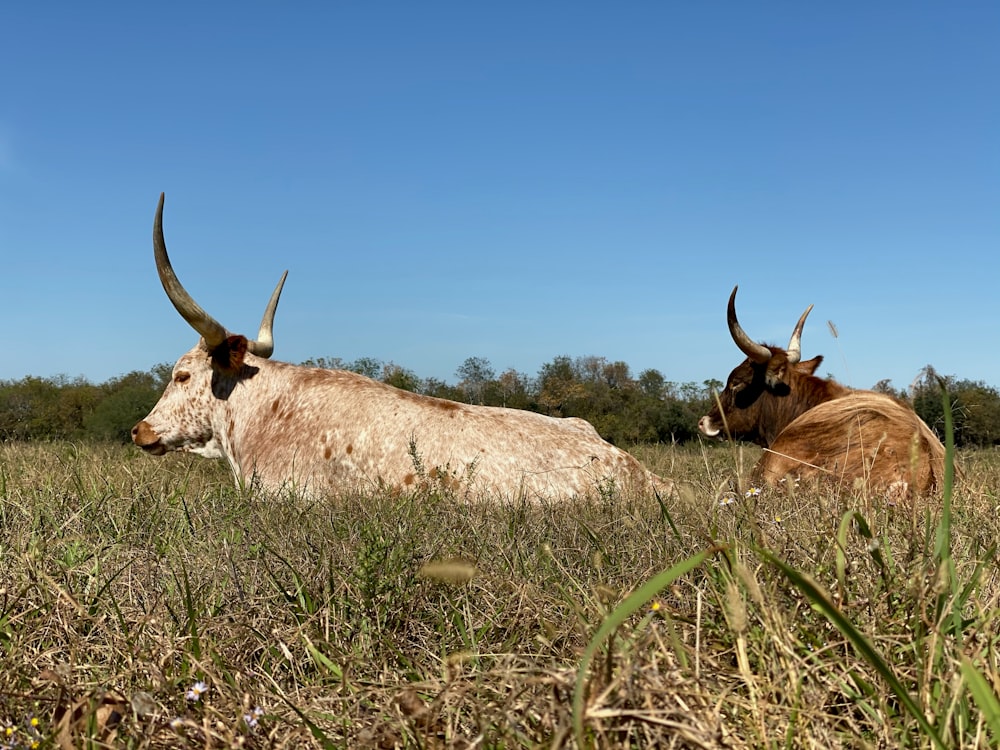 brown zebu animal on green field during daytime