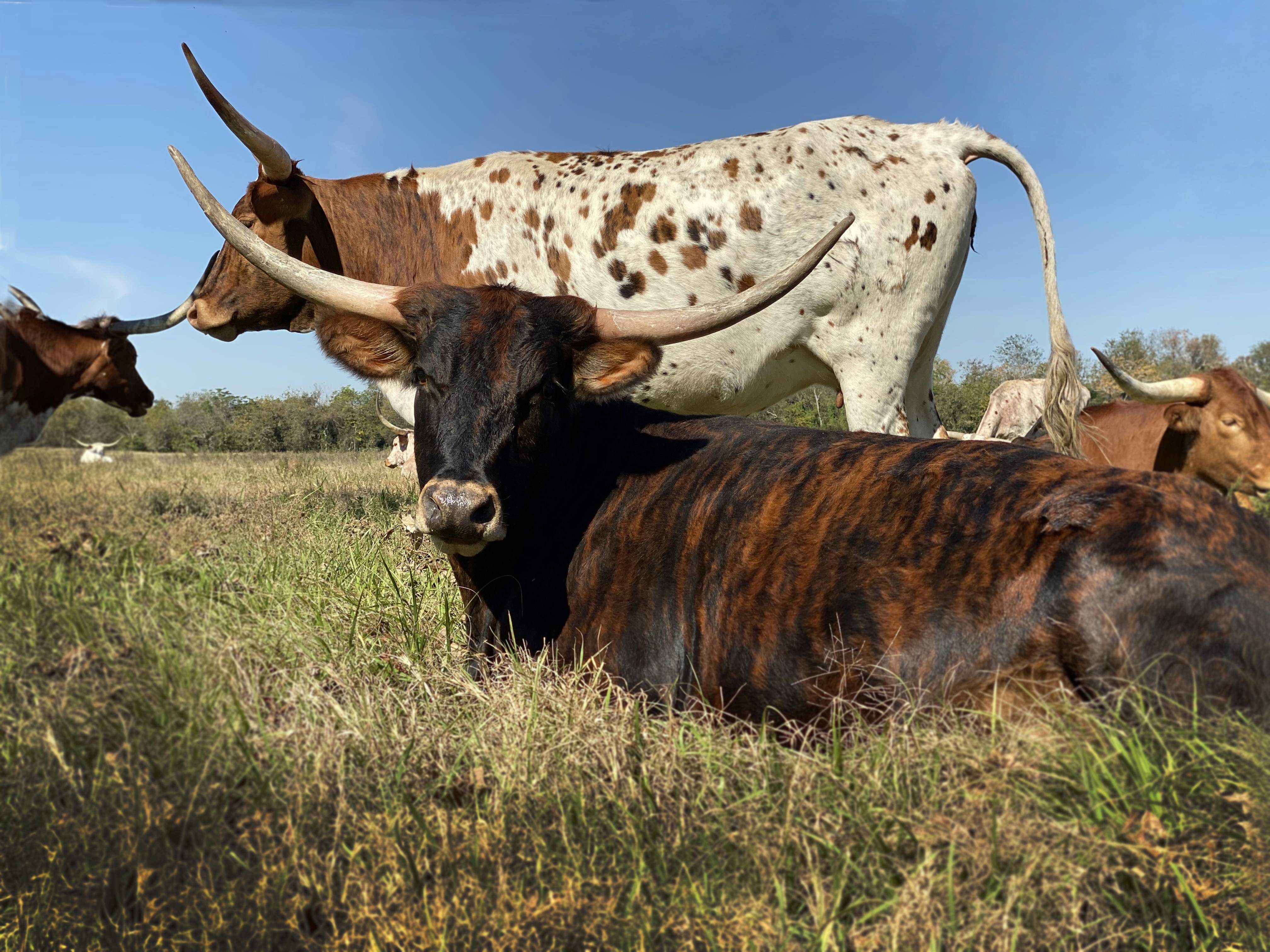 cattle on green grasses during daytime
