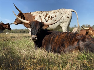 cattle on green grasses during daytime