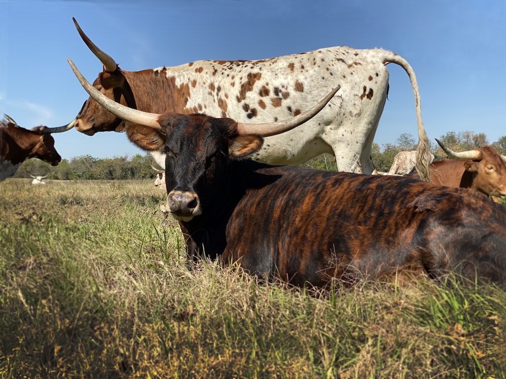 cattle on green grasses during daytime