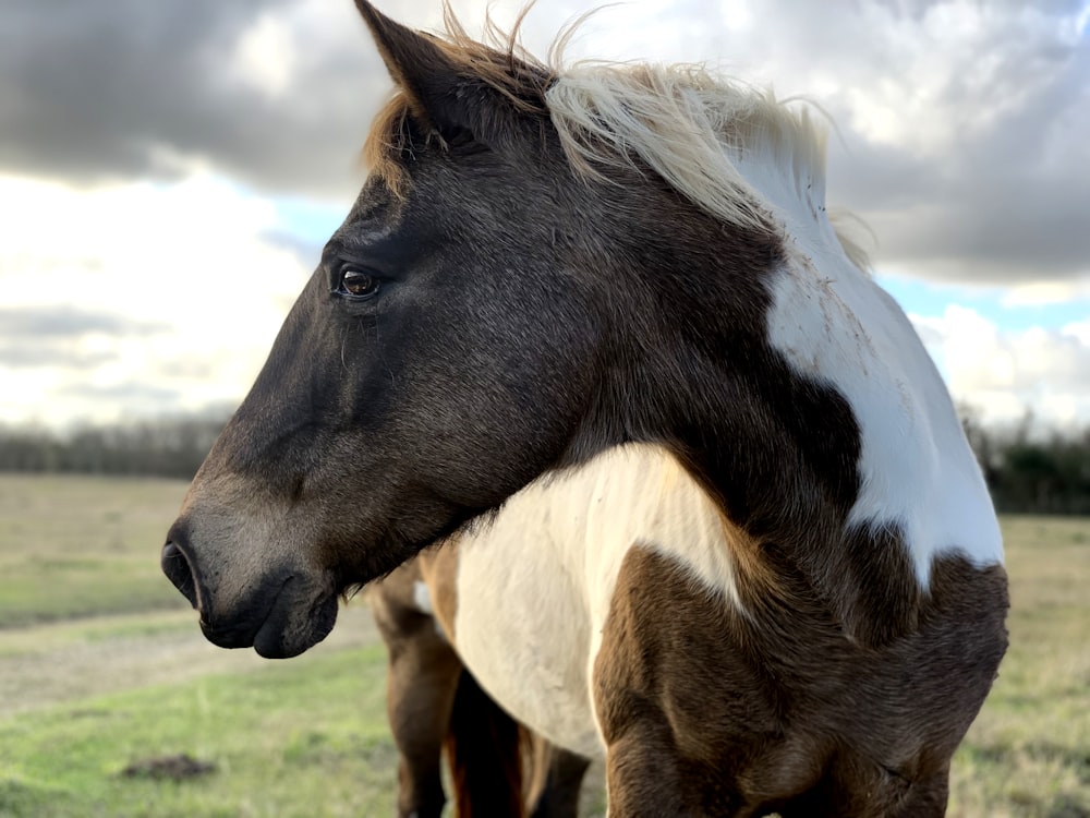 brown and white horse standing on grass field