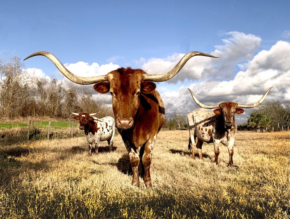 青曇り空の下、草原に牛が泳ぐ