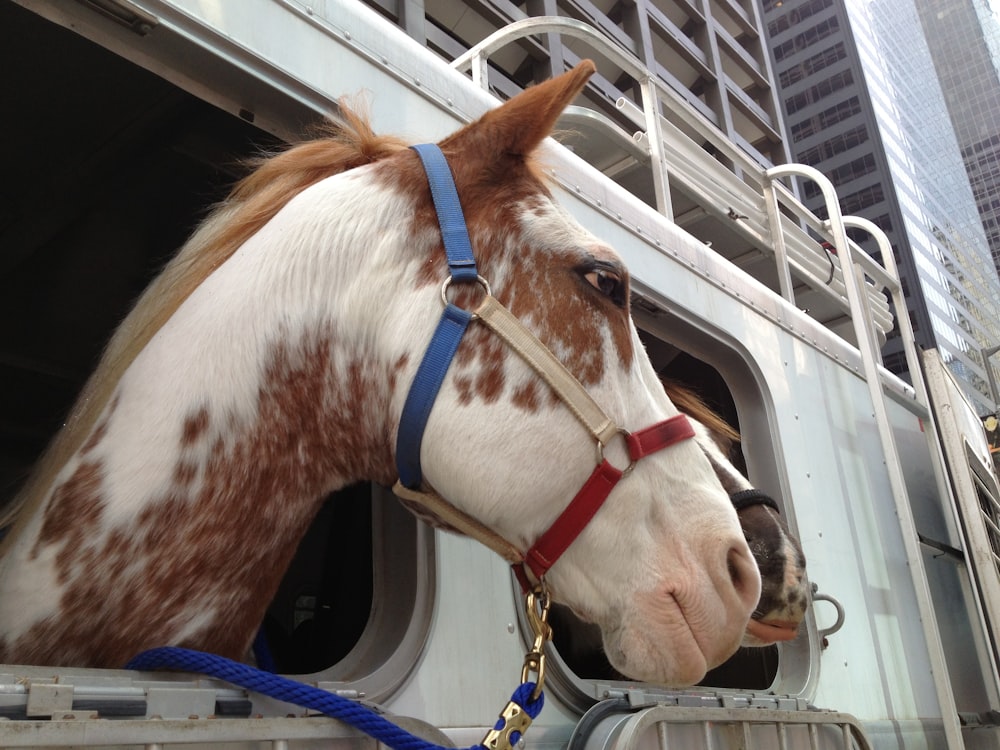 white and brown horse leaning on vehicle window
