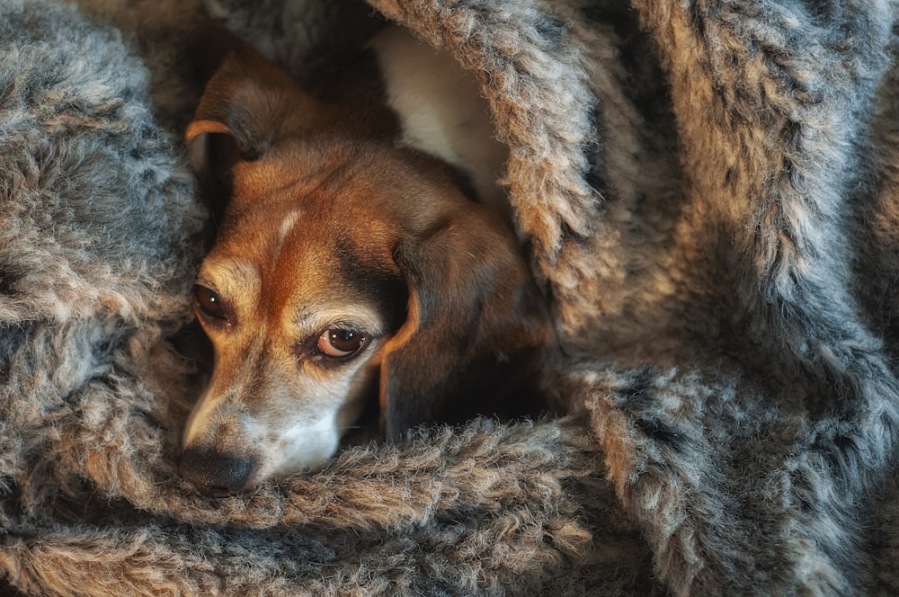 dog wrapped in gray fur textile