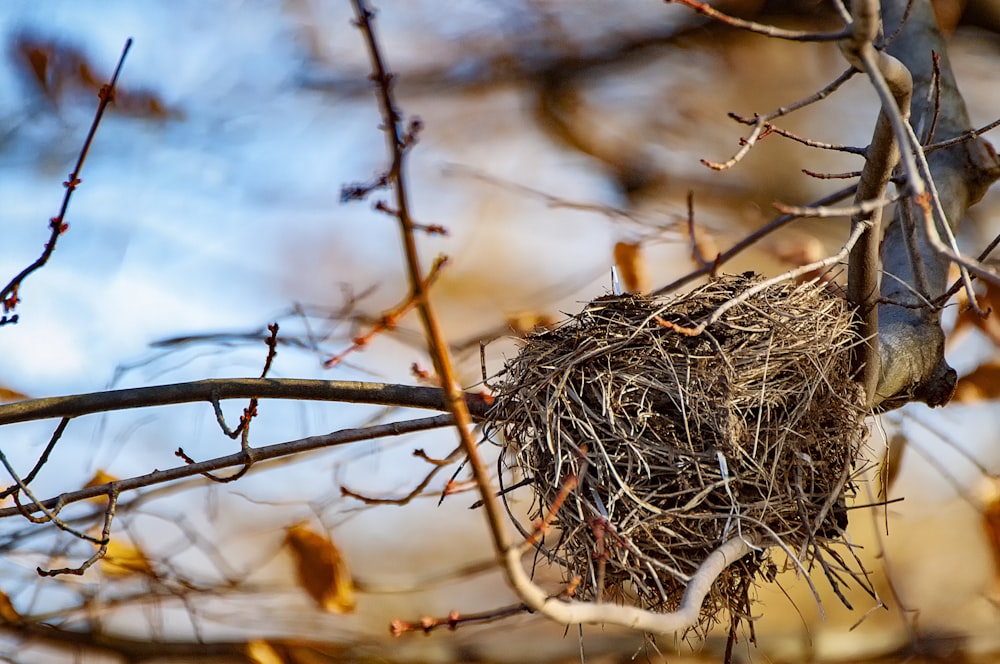 nest on tree