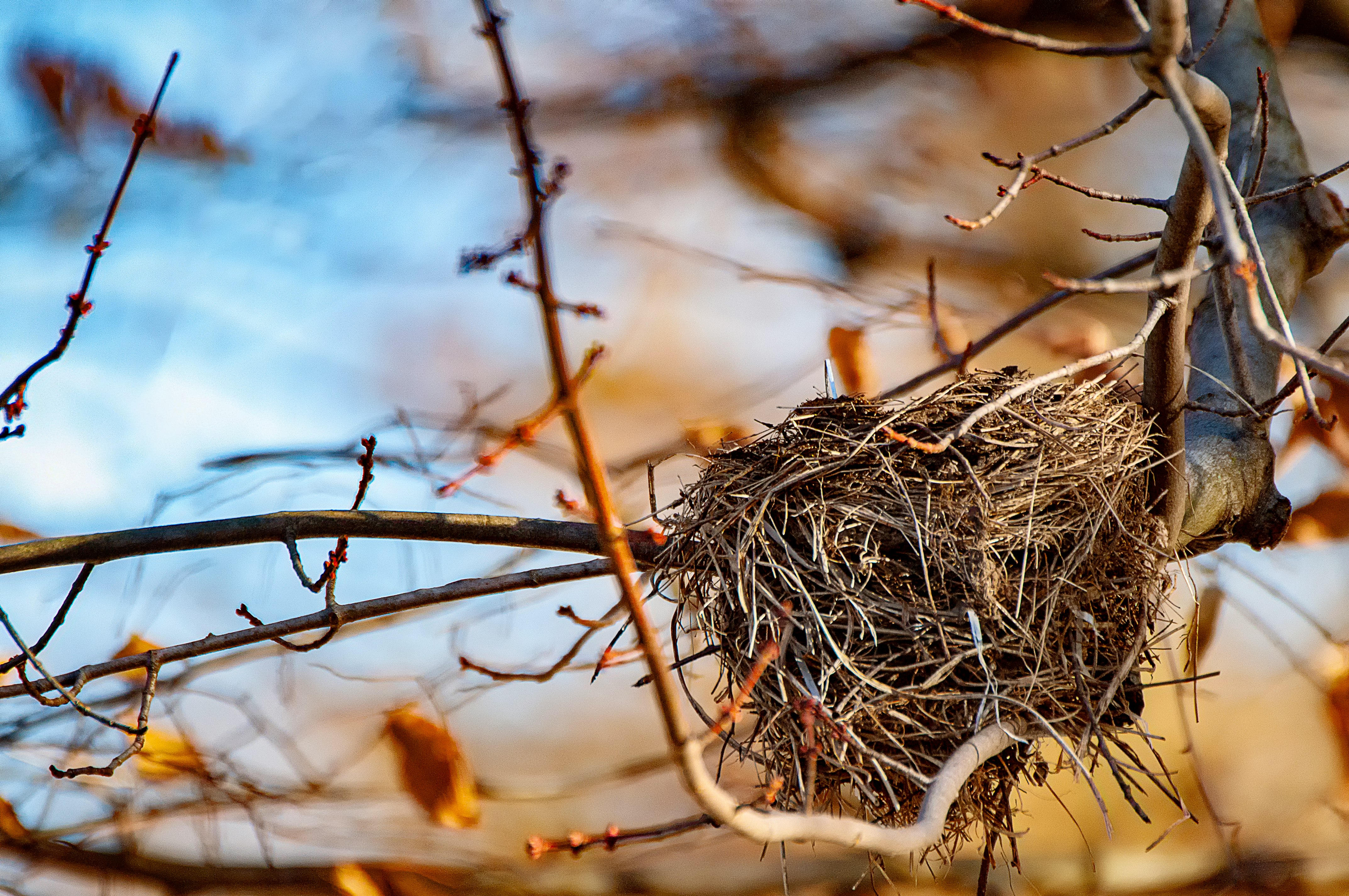 Bird Nest Forgotten