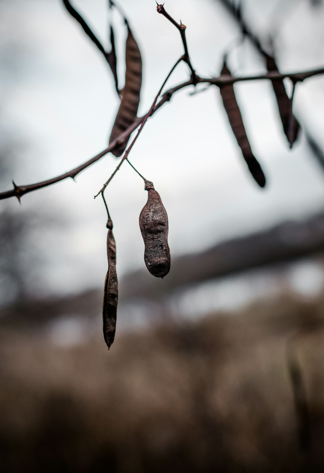 brown withered fruit during daytime