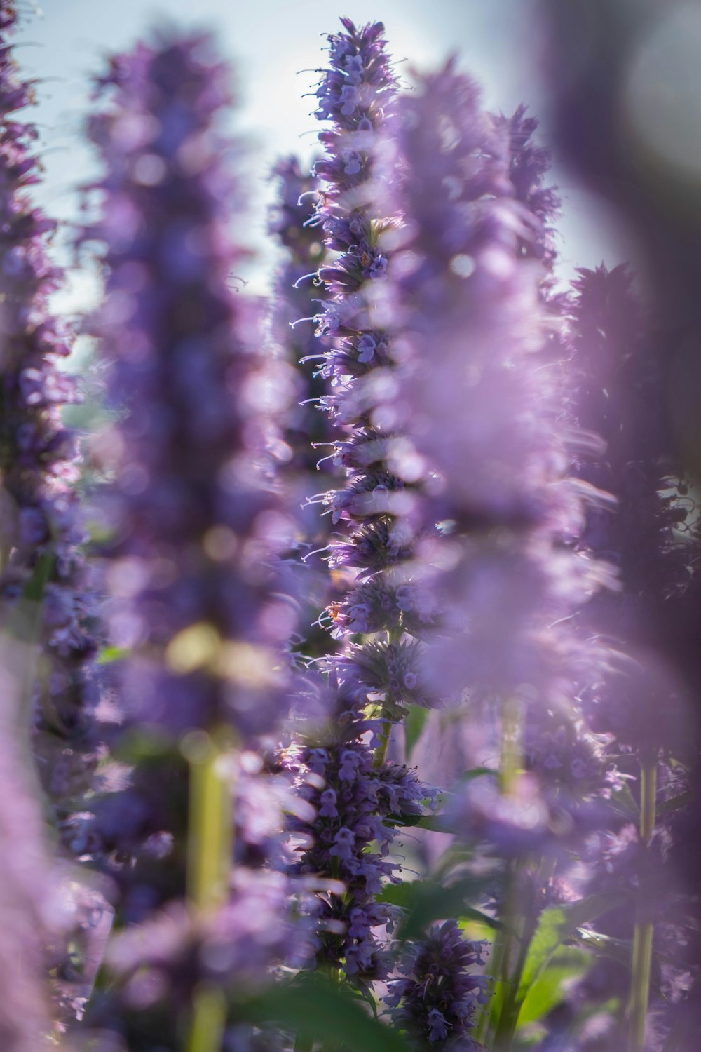 purple flowers