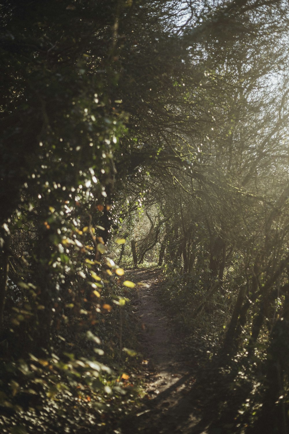 dirt road and trees during day