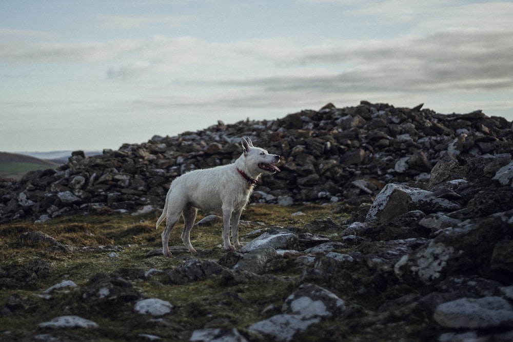 white dog standing on hill