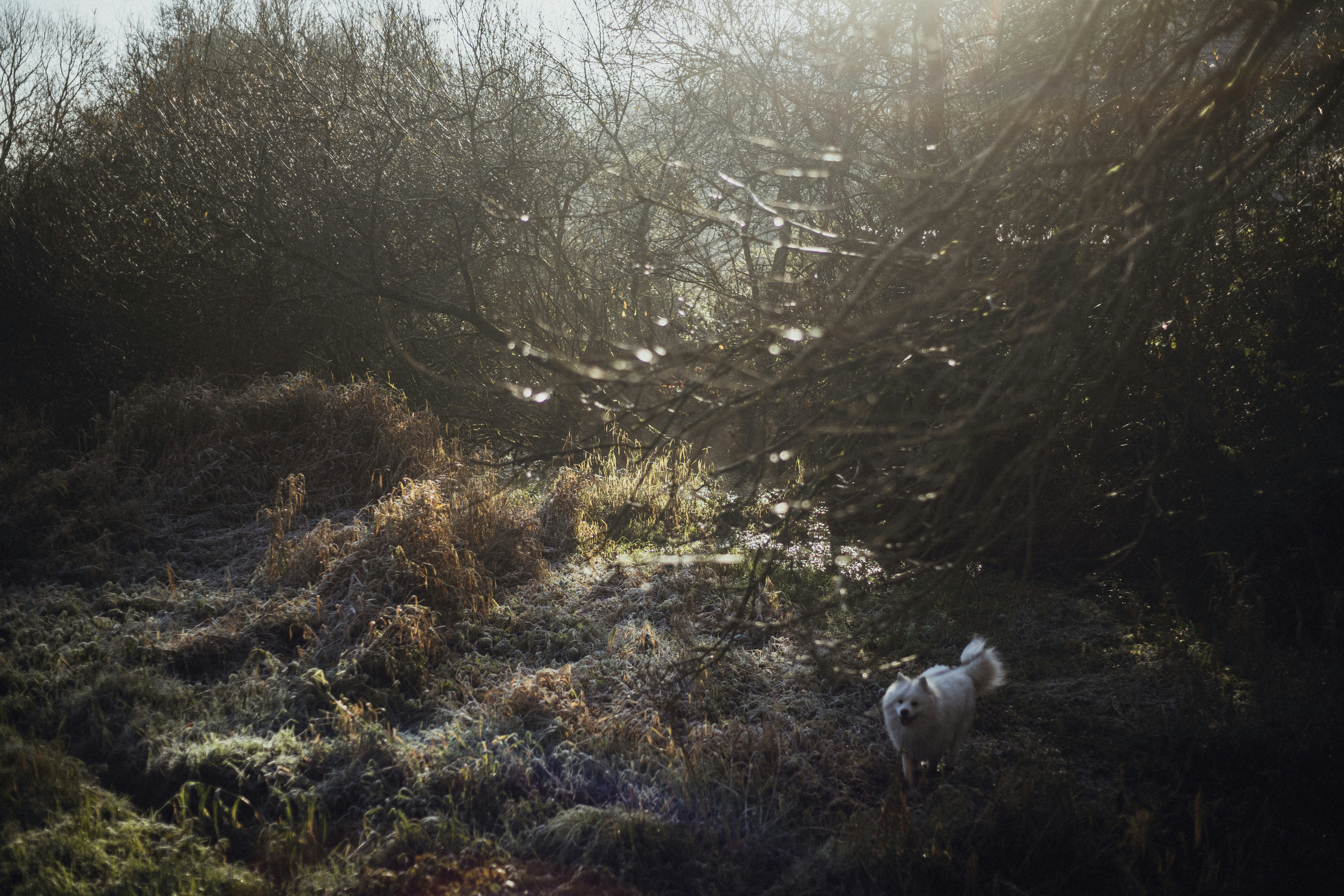 Photo by alexrussellsaw