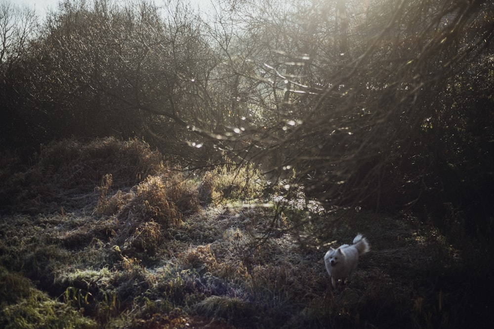 white dog standing in forest