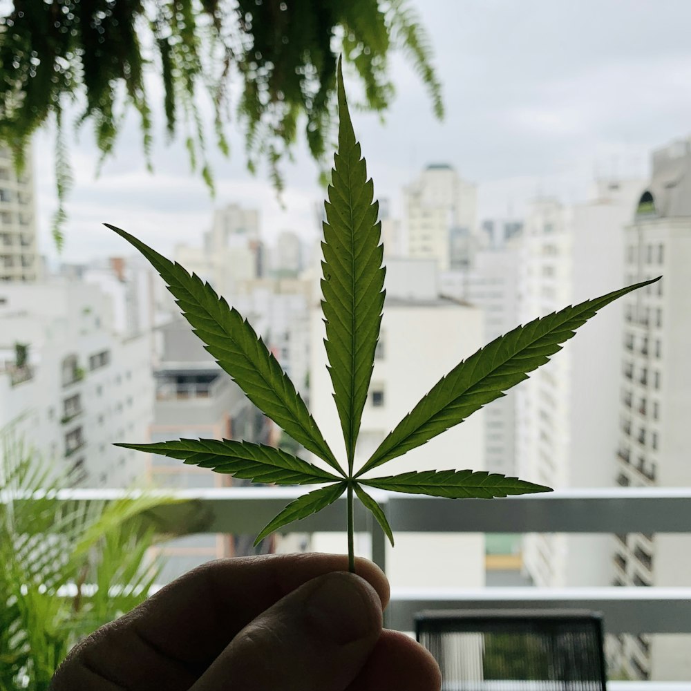 green cannabis in macro photography
