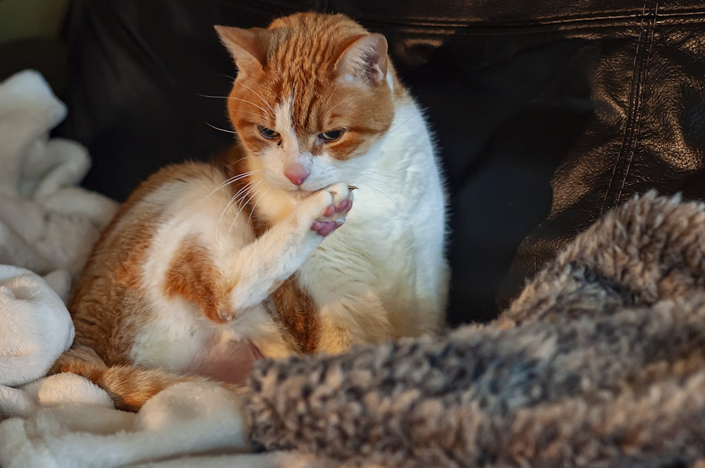 white and orange cat lying on bed