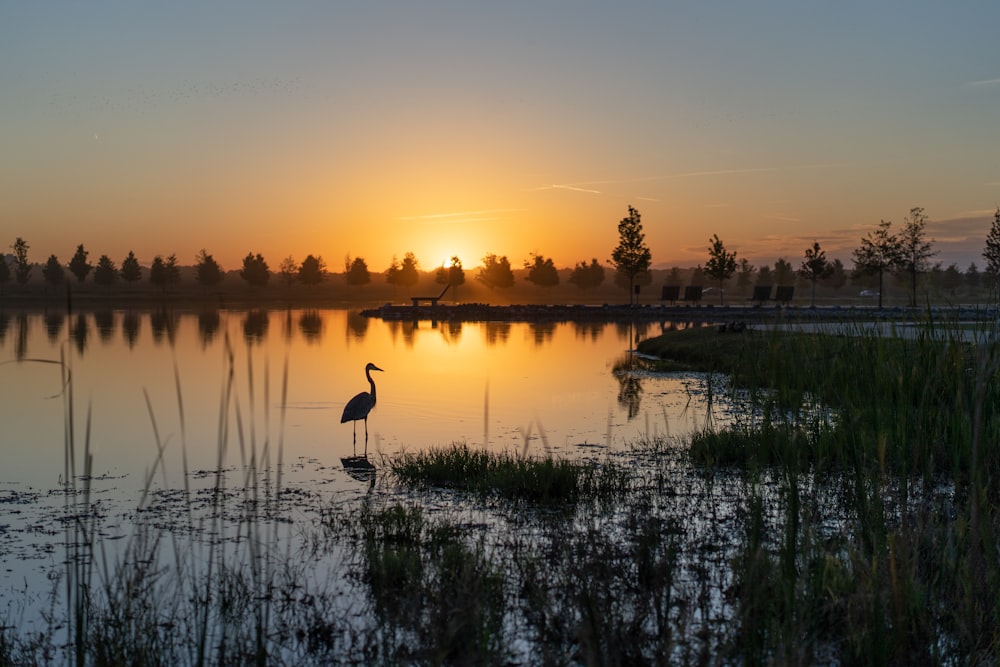 silhouette of crane bird standing on body of water during sunset