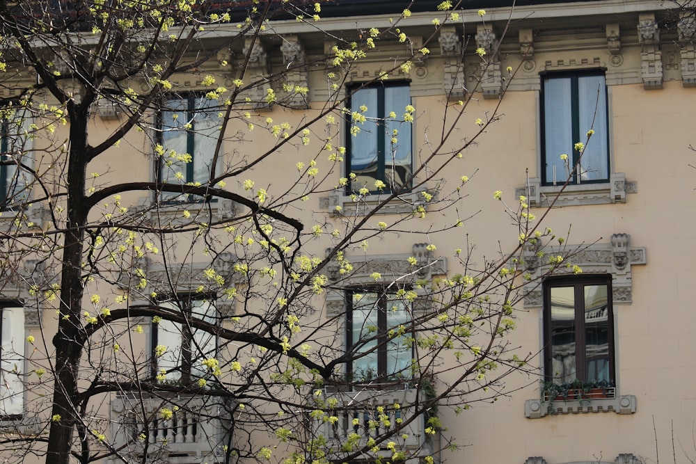 yellow flowering tree