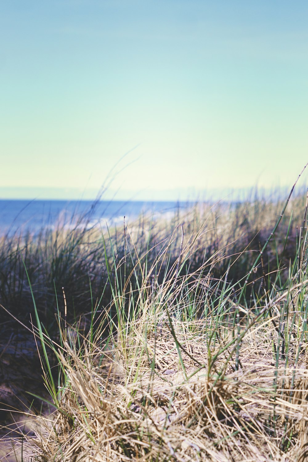 green grass near body of water during daytime