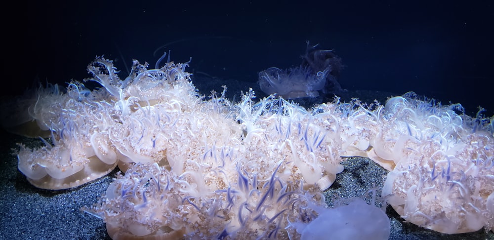 white sea anemone