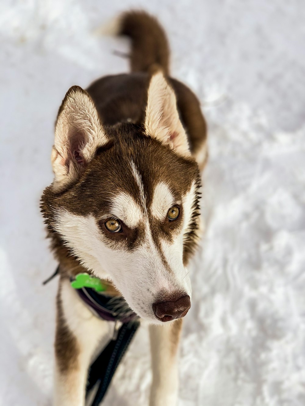 a brown and white dog standing in the snow