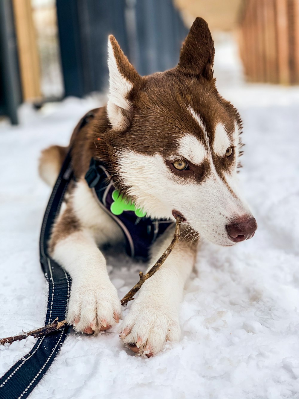 Husky siberiano marrón y blanco sobre la nieve