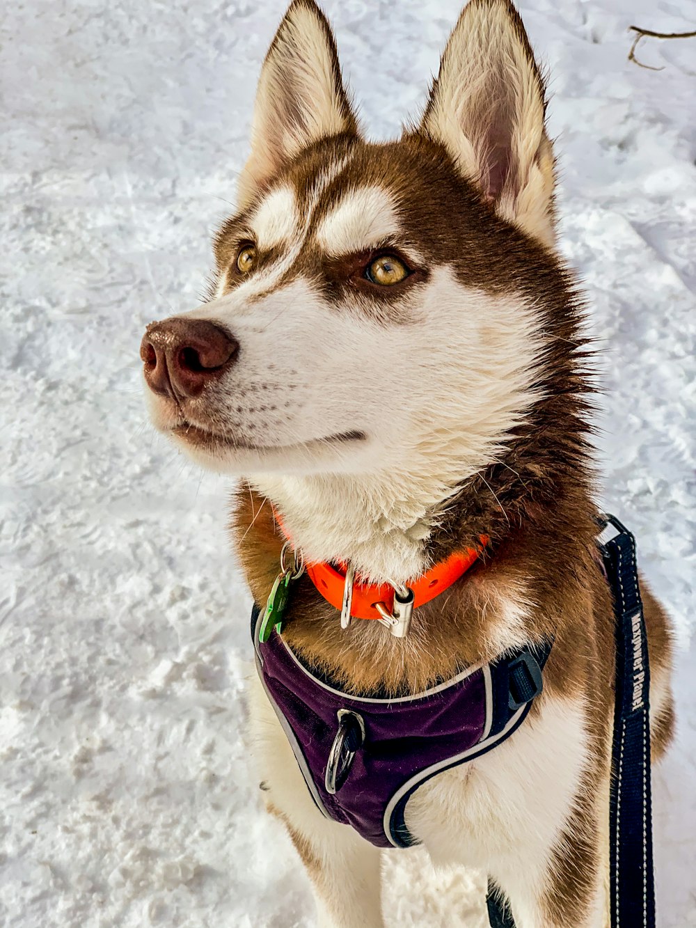 adult brown and white Siberian husky on snow