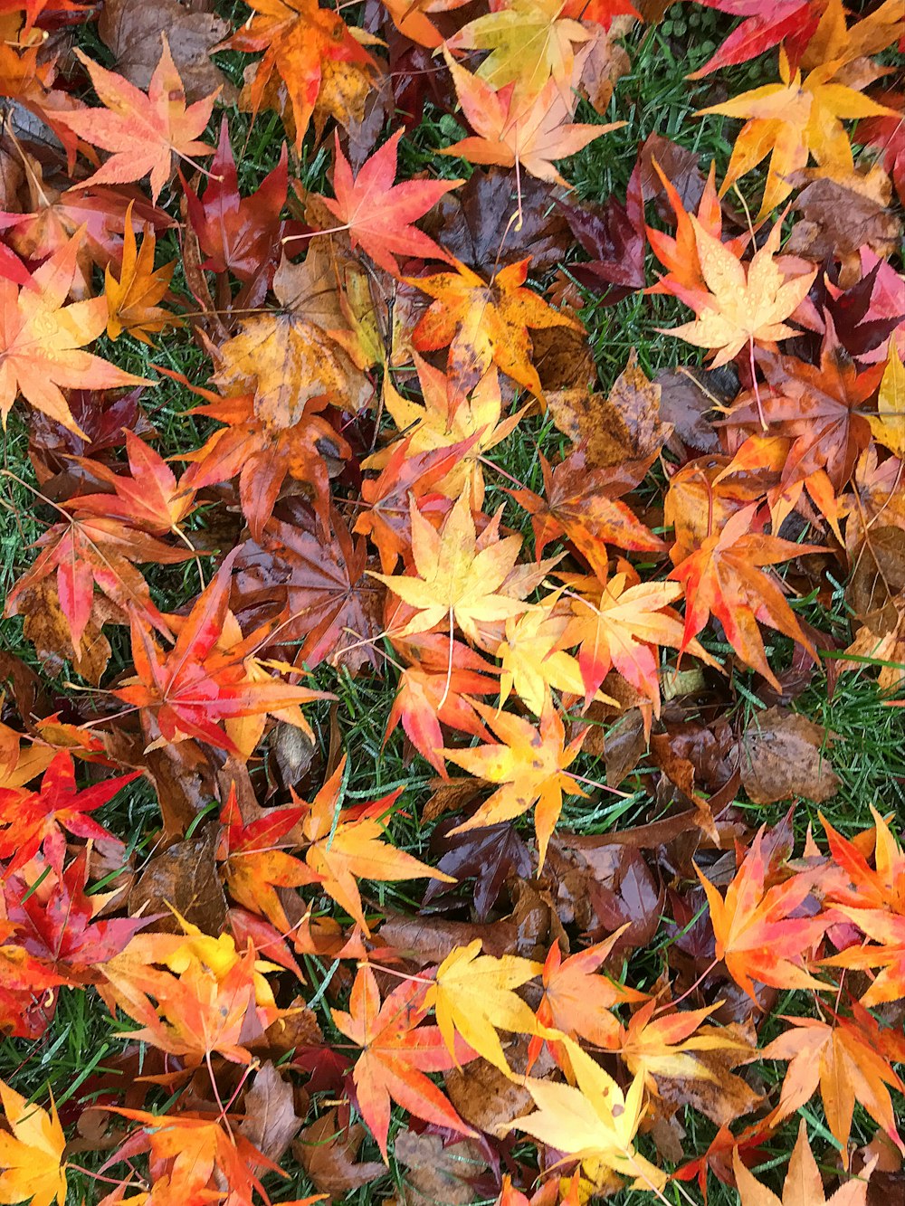 orange-and-red maple leaves