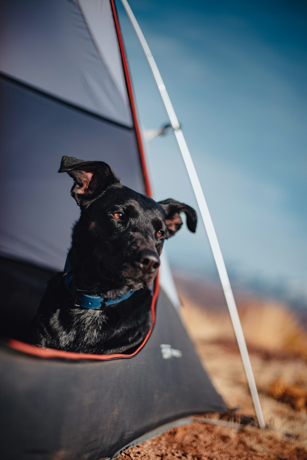 foco seletivo fotografia cão preto de pelagem curta em tenda durante o dia