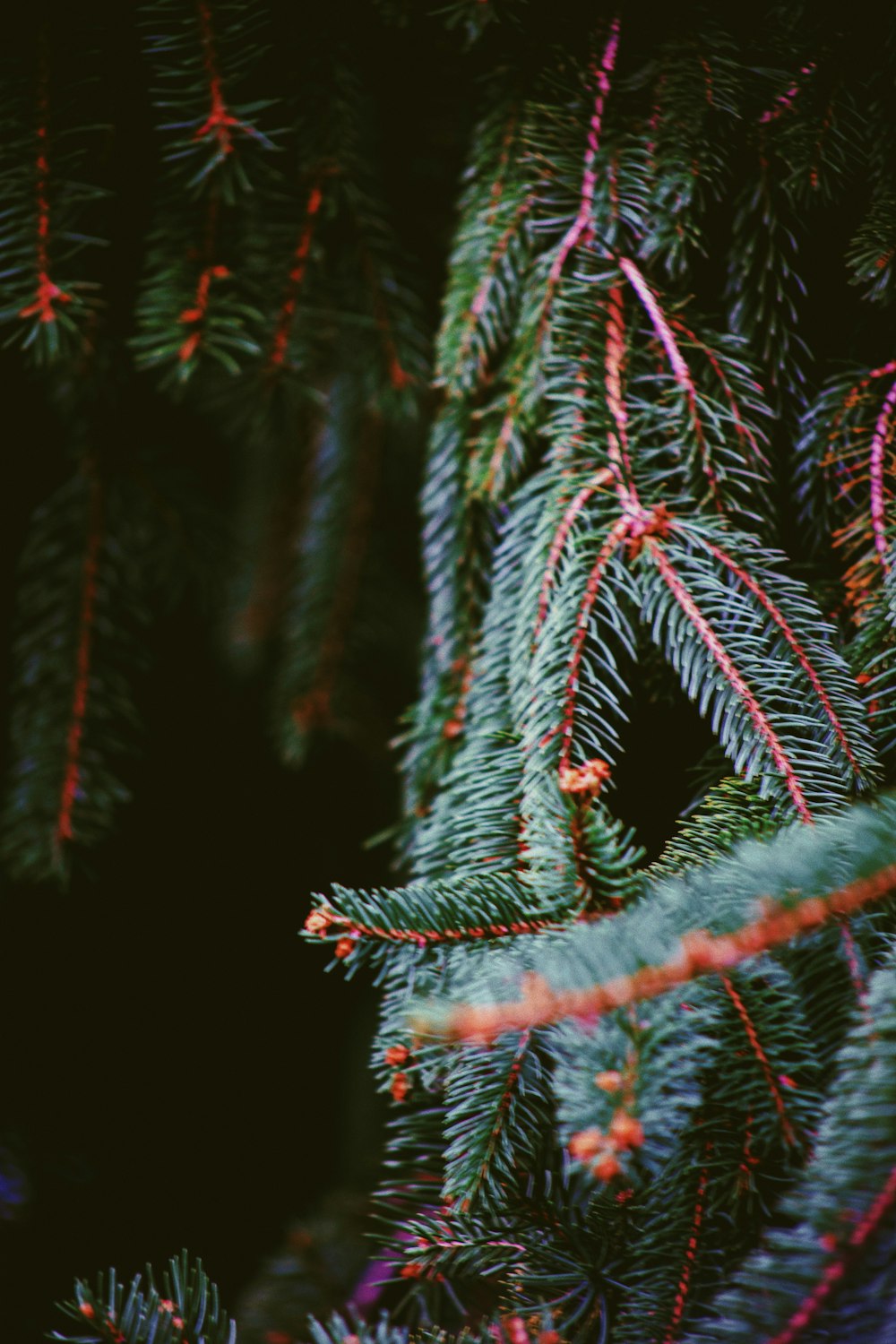 green pine trees