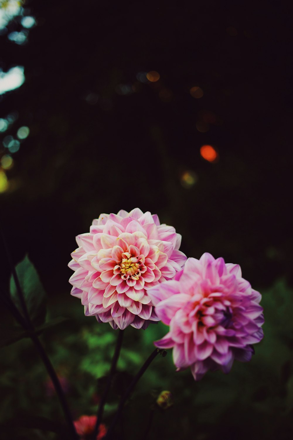 macro photography of blooming pink petaled flowers