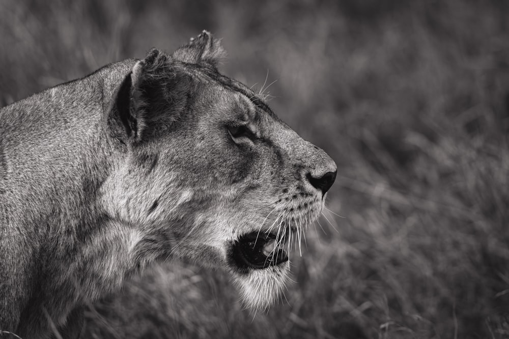 grayscale photography of lioness with open mouth